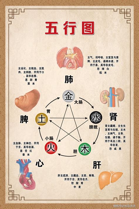 五行 胃|通俗讲解中医五行与五脏六腑的关系，神奇的中医营养。